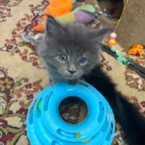 Продажа котят породы Мейн Кун, в Асбесте