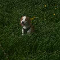 Бигль, в Бердске