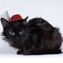 Метис девон-рекса черная кошечка Лора в добрые руки, в Москве