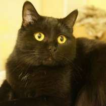 Отдам даром Кошка Мишель - почти британочка, в Санкт-Петербурге