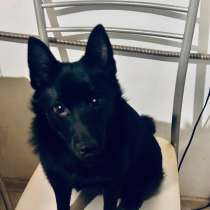 Шиперке девочка-ищу дом!, в Москве