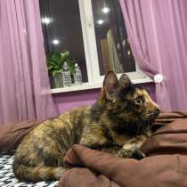 Нашли кошку, в Уфе