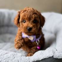 Той-пудель щенок, в Краснодаре