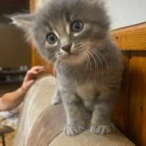 Котенок от шотландской кошечки, в Ульяновске