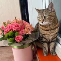 Британская кошка в добрые руки, в Рязани