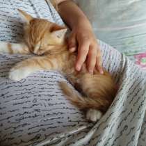 Одаём котёнка в добрые руки, в Бийске