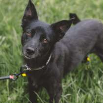 Метис той-терьера Лисонька в дар, в Москве