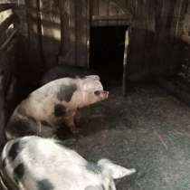 Продаются домашние свиньи, в Миллерово