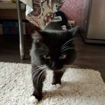 Найден чёрный кот, в Тюмени