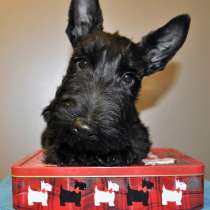 Скотч-терьера щенок, в г.Минск
