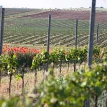 Продам виноградник Бахчисарай, в Бахчисарае