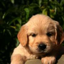 Golden retriever kennel offers puppies, в г.Seacroft