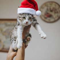 Котенок ищет свою семью подарите ему дом, в Сочи