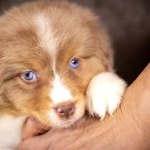 Щенок Миниатюрной Американской Овчарки, в Домодедове