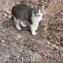 Котята 3-4 мес, в Уфе