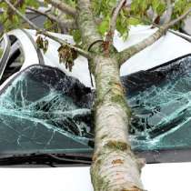 Услуги юриста при падении дерева на автомобиль, в Санкт-Петербурге