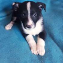 Ваш Щенок ждёт вас и ваши заботливые руки, в Москве