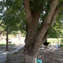 Срочно Продаю Ореховое дерево, в г.Бишкек