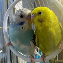 Волнистые попугаи, в Якутске
