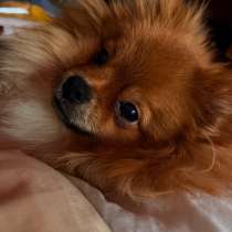 Шпиц, в Туле