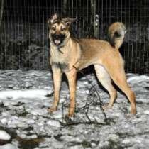 Отдам даром Альба в поисках дома, в Санкт-Петербурге