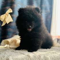 Померанский шпиц, в Уссурийске