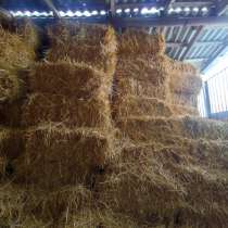 Сено, в Грозном