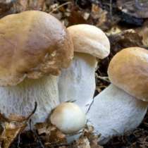 Мицелий (семена) грибов. Разные виды., в Абакане