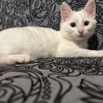 Кошка в добрые руки, в Москве