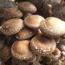 Готовые грибные грядки шиитаке, в Томске