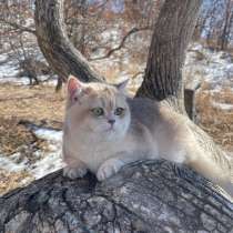 Британский котенок драгоценного окраса, в Москве