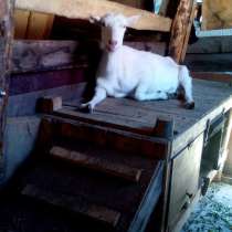 Зааненская коза, в Тюмени