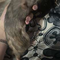 Продам декоративную крысу Дамбо, в Сызрани
