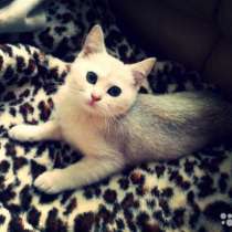 Британский котёнок, в Санкт-Петербурге