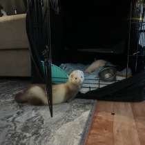 Хорёк 7-8 месяце, в Орле