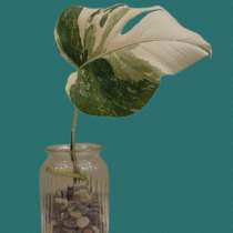 Монстера Альба, в Москве