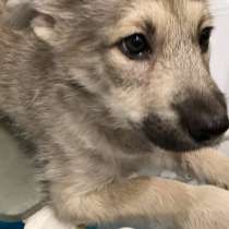 Отдам в добрые руки щенков, 3 мес, в Сургуте