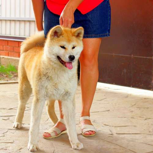 Акито белая. Клички для собак мальчиков акита ину японская. Клички для акиты. Имя для акиты девочки. Акита ину белая.