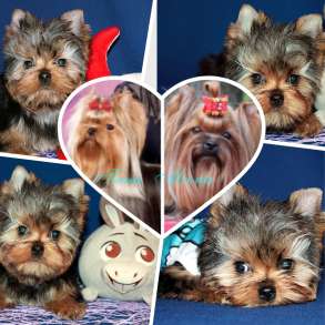 Стандартный мальчик Йоркширского терьера, в Москве