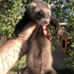 Домашние хорьки ручные, в Москве