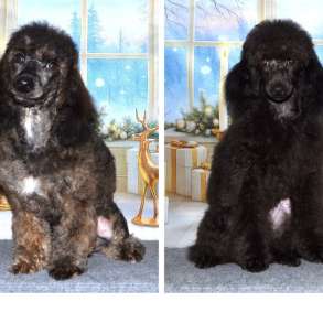 Той/миниатюрный пудель, в Глазове