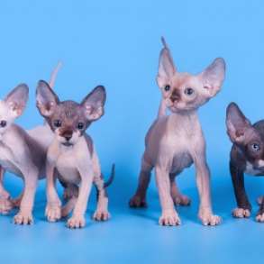 Жемчужина - Эльф, Двэльф, бамбино, сфинкс, в Владивостоке