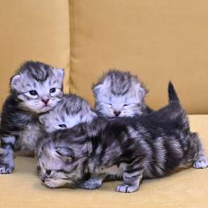 Сибиркие котята, в Зеленограде