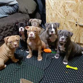 Американский булли тип покет, в Красноярске