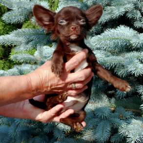 Красивые щенки Чихуахуа мальчики и девочки, в Москве