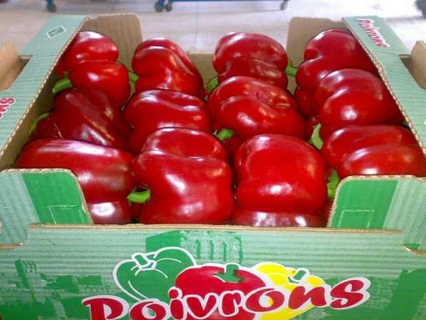 Гринполь-поставки свежих фруктов, овощей, грибов, орехов