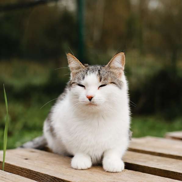 Ося. Самая уютная кошка в Москве фото 6