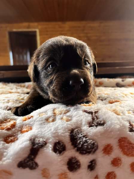 Продаётся щенок лабрадора в Домодедове фото 8