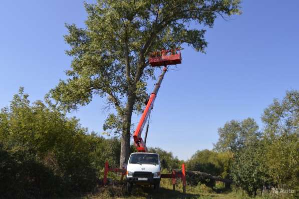 Удаление Опасных Аварийных Проблемных Деревьев в Жуковском в Жуковском фото 4