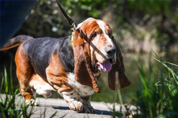 Бассеты Гоша и Ника в добрые руки в Москве фото 3